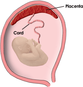 Normal placenta